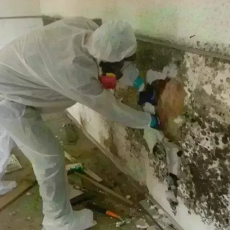 Mold Remediation and Removal in Wright-Patterson AFB, OH